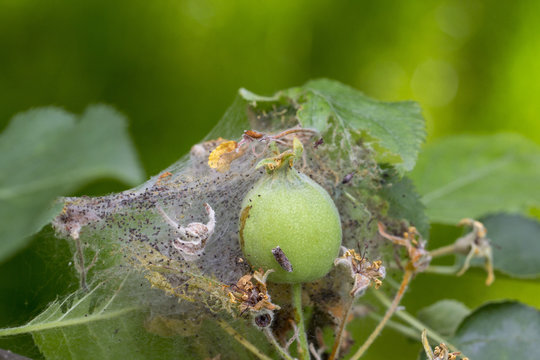 Apple Moon The larvae plaize the leafy leaves and apple fruits with a dense web and destroy them