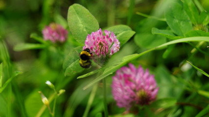 Hummel auf Blume