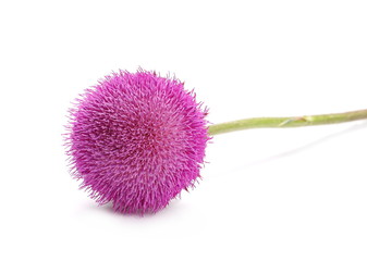 Burdock flower isolated on white background