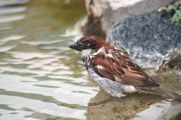 A birdie after bath, Rimini, Italy