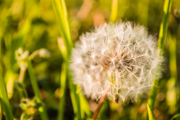 white flower blooming dandelion