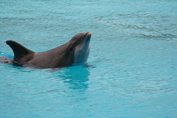 Obraz premium Poser dolphin on the water, Riccione, Italy