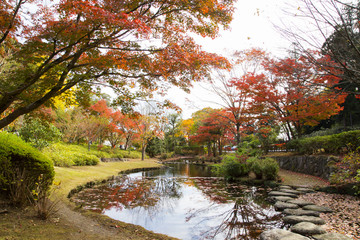 Maple trees  in Kenrokuen garden