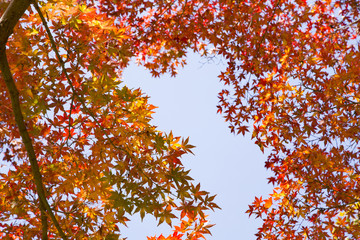 Maple trees  in Kenrokuen garden