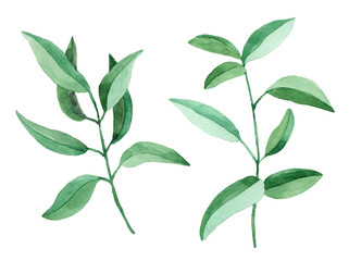 Two fresh green branches isolated on white. Watercolor elements	