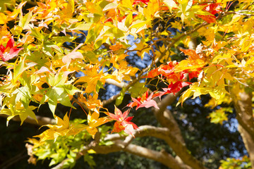 Naklejka na ściany i meble Maple trees in Kenrokuen garden