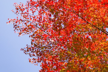 Maple trees  in Kenrokuen garden