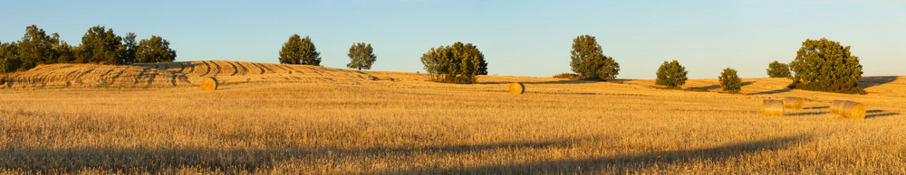 Vista panoramica  de una loma con campos agricolas de cereal ya recolectado en balas o pacas  y algun roble disperso