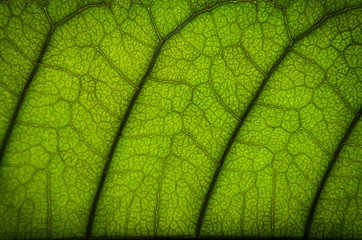 Green leaves texture and leaf fiber, Wallpaper by detail of green leaf.