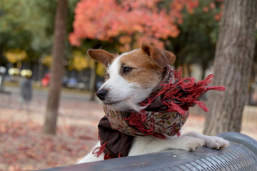 CUTE JACK RUSSELL DOG WEARING A HANDKERCHIEF IN AUTUMN