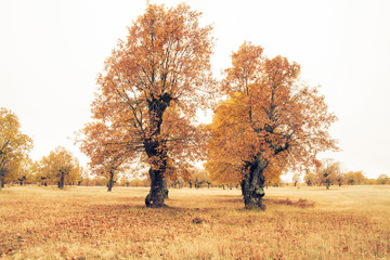 Robles otoñales cerca del invierno aislados sobre cielo nublado blanco