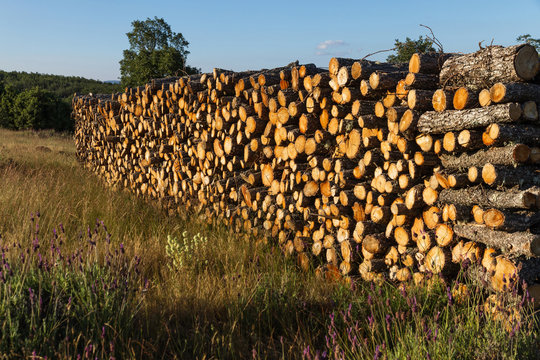 Le&ntilde;a de Roble Cortada y Apilada 