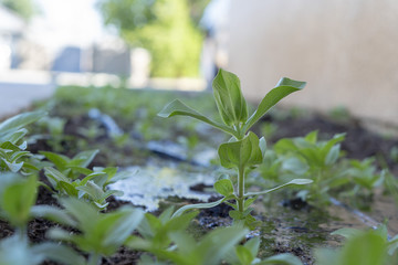 Flower, flowers, flower bed, plants