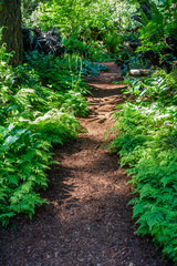 Path And Ferns