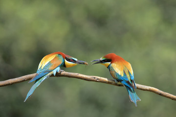 Bee-eater couple offers a bee