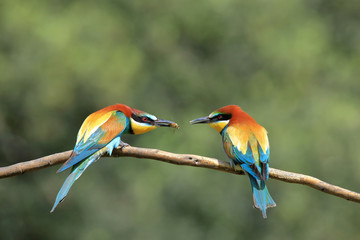 Bee-eater couple offers a bee