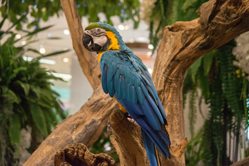 オウム・鳥・動物・カラフル
