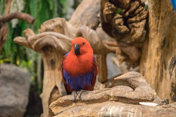 オウム・鳥・動物・カラフル