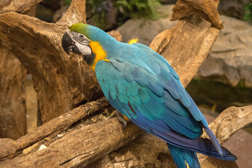 オウム・鳥・動物・カラフル