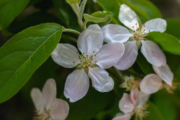 flor