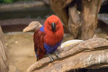 オウム・鳥・動物・カラフル