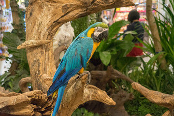 オウム・鳥・動物・カラフル