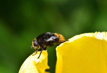 Bumble Bee and the Tulip