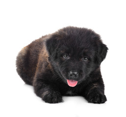  Golden Retriever  puppy  dog   isolated on white background