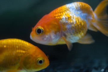 らんちゅう、金魚、熱帯魚：Ranchuu Gold fish 