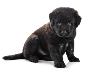  Golden Retriever  puppy  dog   isolated on white background