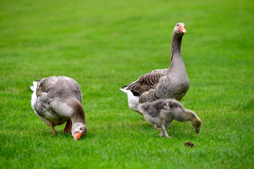 Faune sauvage - Chamonix