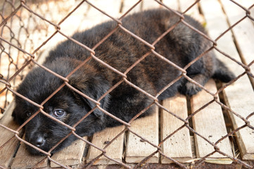 Poor puppies in the cage