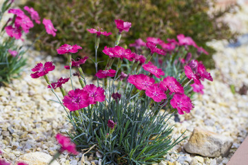 Obraz premium Carnations are beautiful flowers for your garden close up