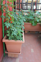 house in the city with pots for growing tomatoes and other veget