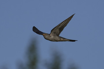 Common cuckoo (Cuculus canorus)