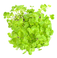 Mustard Green Fresh Vegetables isolated on a white background