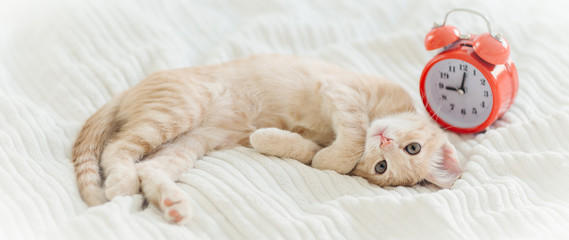 Kitten Red Wool Alarm Clock Morning Feet Pet