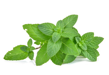 Fresh mint leaves isolated on white