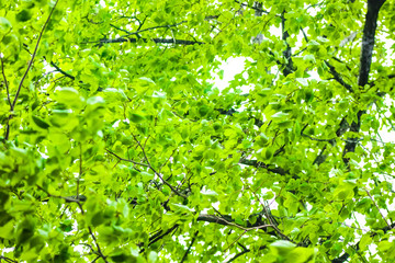 Fototapeta na wymiar Linden tree, green leaves, forest trees in summer, backgrounds.