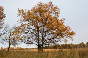 Autumn landscape in a cloudy evening is full of melancholy. Lonely trees with withering foliage amidst the desolate expanses.
