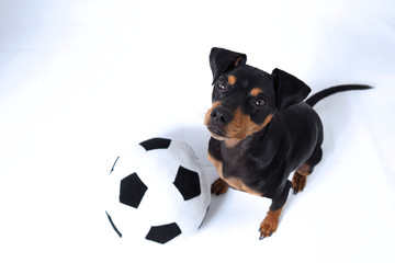 Hund mit Ball Fußball vor weißem Hintergrund 