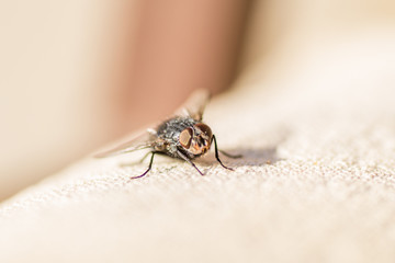 flies in their natural environment