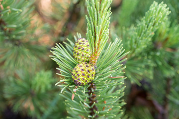 mountain pine cones on twig