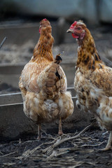 Two hens in the muddy backyard of a house in the countryside.
