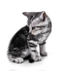 Pet kitten  on the white background