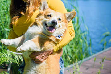English fashionable breed of corgi dogs. Favorite breed of the Queen of England. Human best friend 