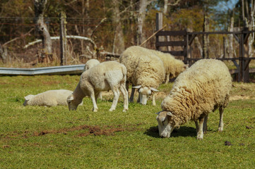 Obraz na płótnie Canvas Texel sheep grazing on the green lawn in a field in the vicinity of Valdivia, Chile.