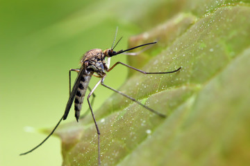 Mosquito resting on the grass.