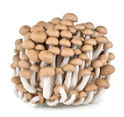 shimeji mushrooms brown varieties isolated on white background