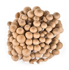 shimeji mushrooms brown varieties isolated on white background